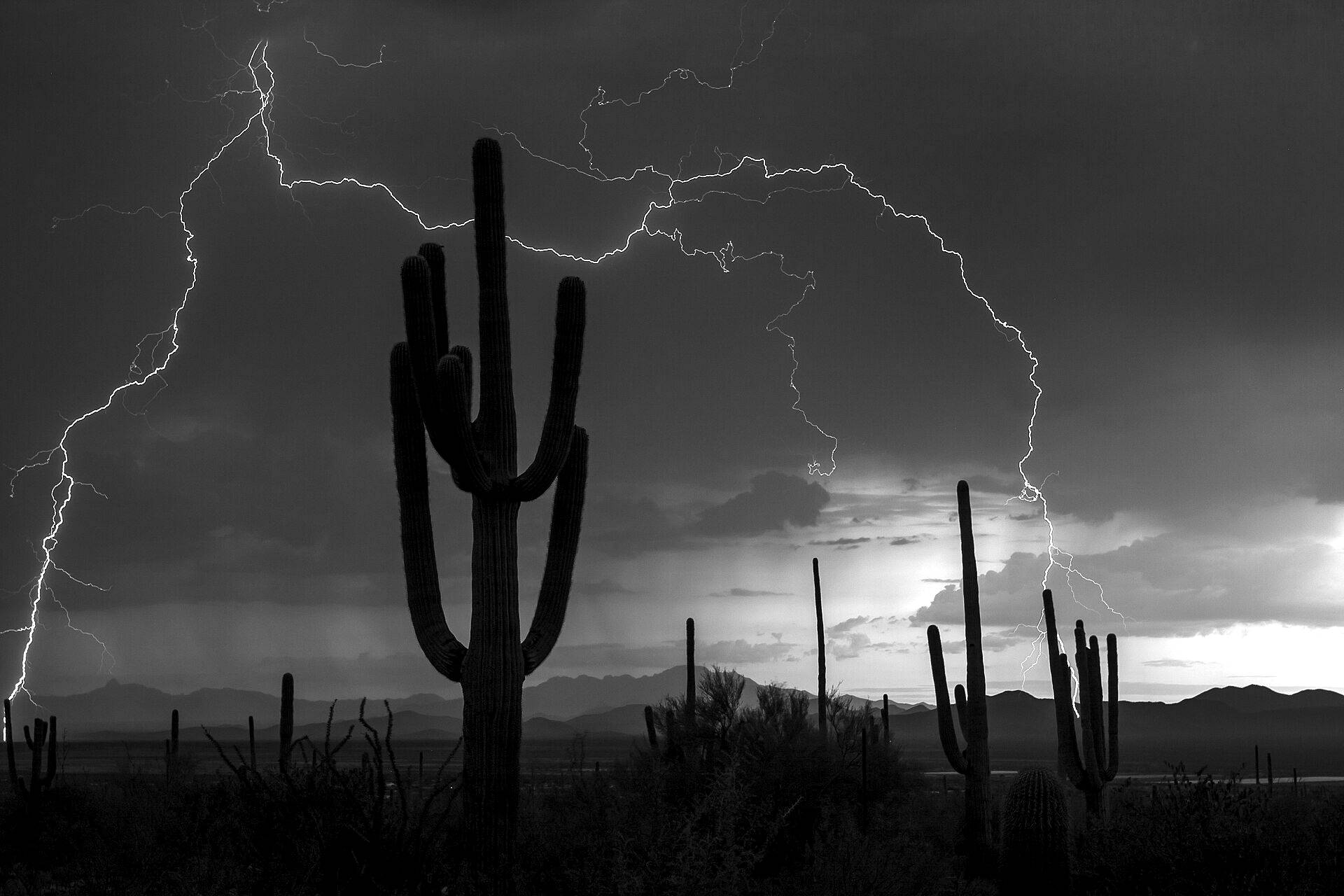 Lightning behind saguaro cactus in the Sonoran Desert